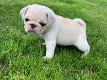 Këlyshët Pug