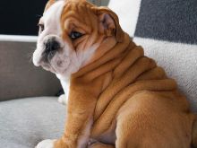 Këlyshë buldog anglez