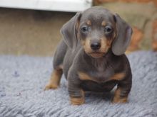 Këlyshët tanë të racës Dachshund