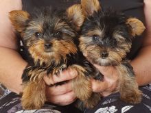 Këlyshë Yorkshire Terrier