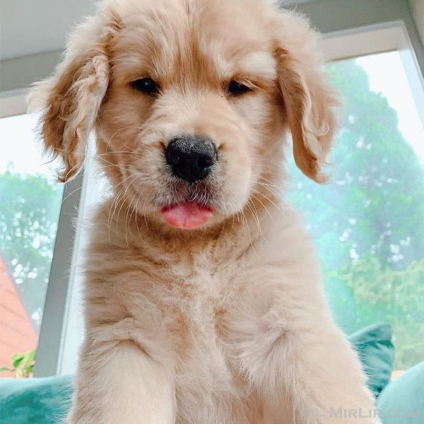 Këlyshët e racës Golden Retriever