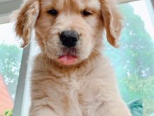 Këlyshët e racës Golden Retriever