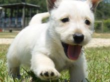 Këlyshë Skocezë Terrier