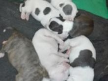 Këlysh pitbull