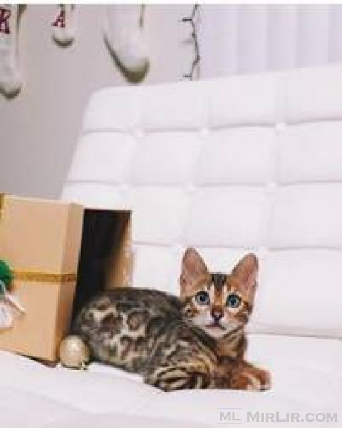 Bengalit