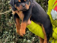Këlyshë Rottweiler