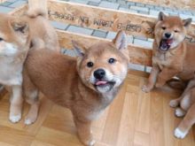 Këlyshë Shiba Inu