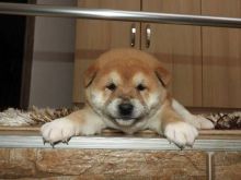 Shiba Inu, Qenushët më të mirë