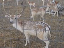 Kaprroll bambi mashkull 17 muajsh