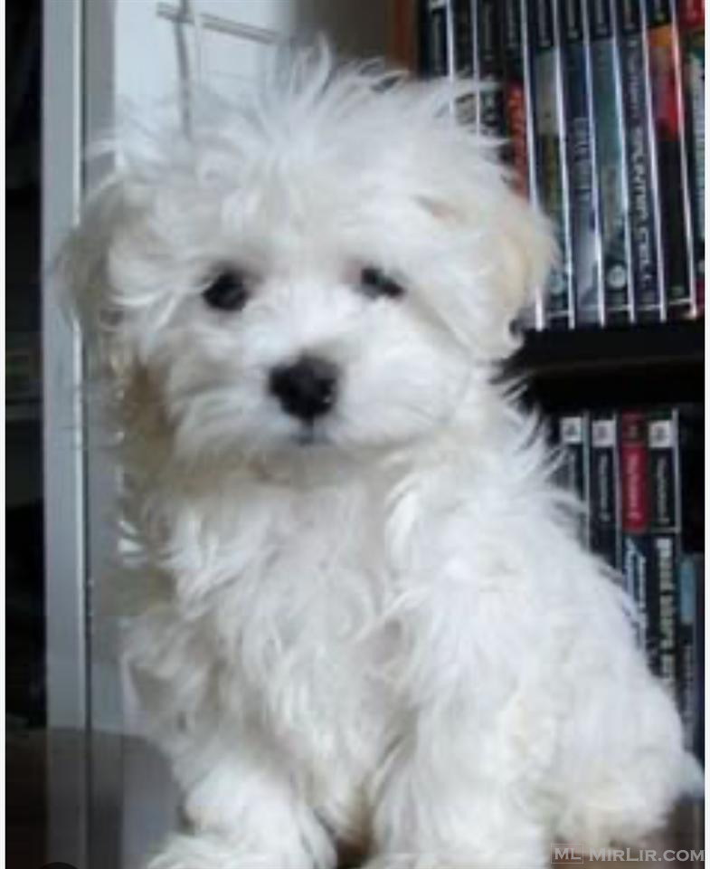 Mini maltezer