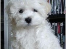 Mini maltezer