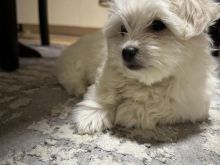 Maltezer