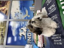 Shih tzu