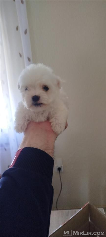 Maltezer mini