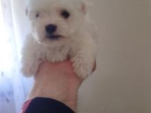 Maltezer mini