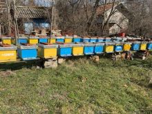 🐝Bletë në shitje - të shëndetshme dhe shumë prodhuese🍯