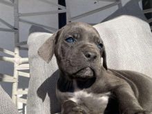 Cane Corso