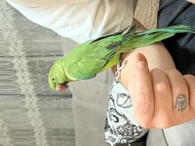 Shitet papagalli Aleksander