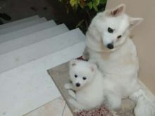 Shesim MiniSpitz 