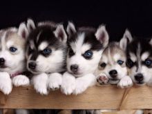Klyshe Husky ne shitje