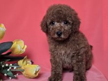 Qenush lodër/mini poodle i kuq