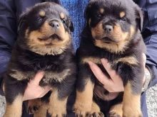 Qenushkë Rottweiler meshkuj