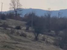 Shiten 2 hektar toke ne Dragovc mbi Slivove
