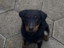 Shitet terrier mashkull