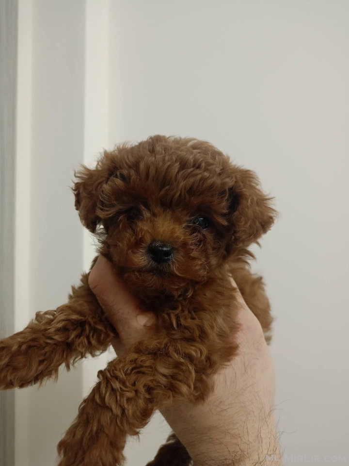 Toy Poodle