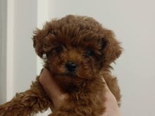 Toy Poodle