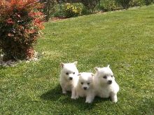 Qen bub ,,spitz\" Japonez