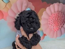 Toy Poodle