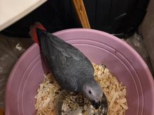 African Grey