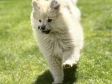 Shiten Pomerian 3 Mujsh
