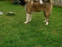 Akita Amerikan mashkull