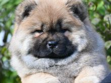 Chow Chow këlyshët