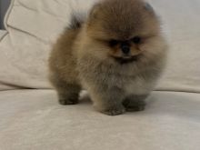 Male Pomeranian 