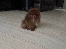 Pomeranian puppy 