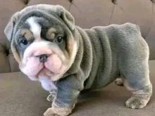 English bull+1 213-326-2274