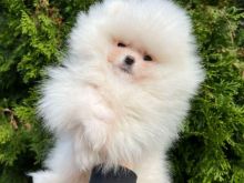 Pomeranian boo Tirane