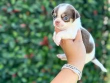 Mini Chihuahua : WhatsApp +1 213-326-2274