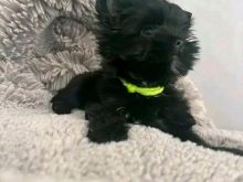 Teacup Yorkie +1 213-326-2274
