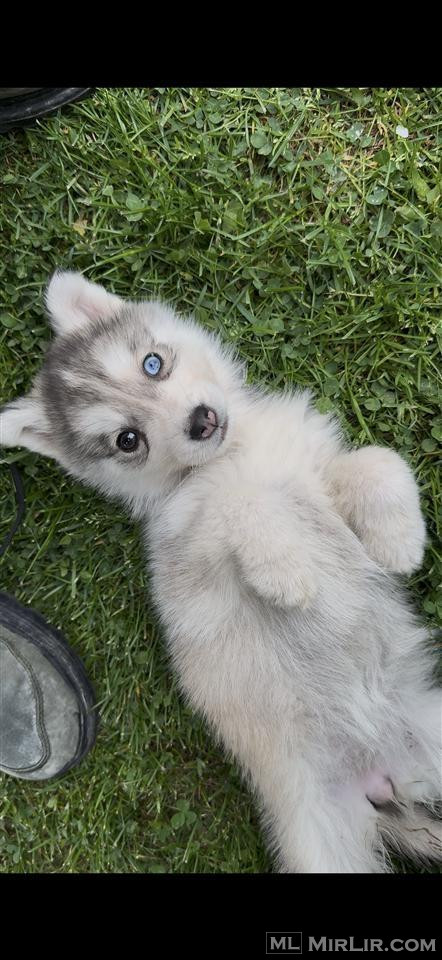Husky