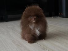 Pomeranian puppy