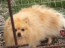 Pomeranian