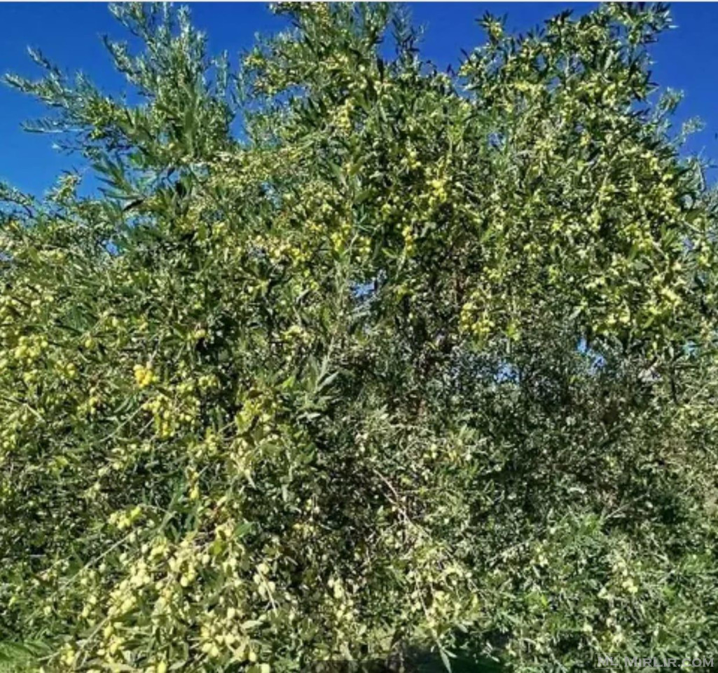 Me hipoteke  toke shitet , sip 1840 m2 - koder Golem