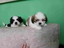 Qenusha Shihtzu