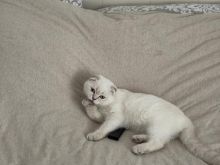 Kerkohet mace (femer) Scottish Fold per ciftezim