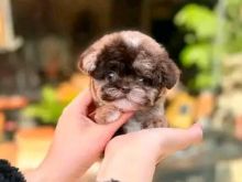 Teacup poodle +1 213-326-2274