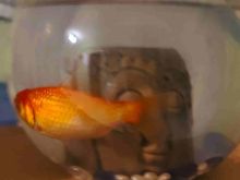 Gold fish, peshk